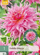 X 1 DAHLIA OMEGA