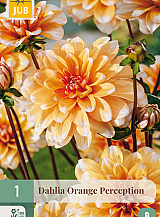X 1 DAHLIA ORANGE PERCEPTION