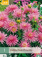 X 1 DAHLIA PARK PRINCESS
