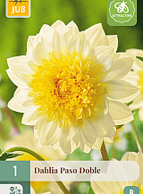 X 1 DAHLIA PASO DOBLE