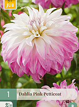 X 1 DAHLIA PINK PETTICOAT