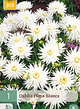 X 1 DAHLIA PLAYA BLANCA