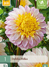 X 1 DAHLIA POLKA
