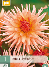 X 1 DAHLIA PREFERENCE