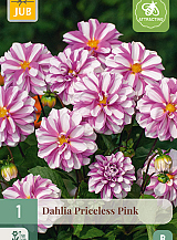 X 1 DAHLIA PRICELESS PINK