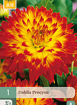 X 1 DAHLIA PROCYON