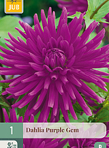 X 1 DAHLIA PURPLE GEM