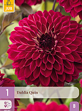 X 1 DAHLIA QUIN