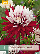 X 1 DAHLIA REBECCAS WORLD