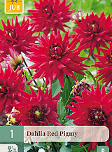X 1 DAHLIA RED PIGMY