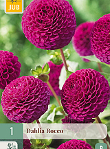 X 1 DAHLIA ROCCO