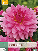 X 1 DAHLIA ROSELLA