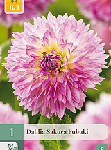 X 1 DAHLIA SAKURA FUBUKI