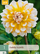 X 1 DAHLIA SEATTLE