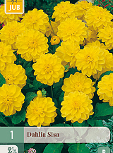 X 1 DAHLIA SISA
