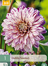 X 1 DAHLIA SMOKEY