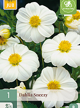 X 1 DAHLIA SNEEZY