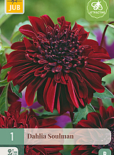 X 1 DAHLIA SOULMAN