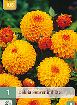 X 1 DAHLIA SOUVENIR DÉTÉ