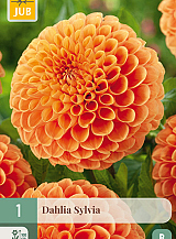 X 1 DAHLIA SYLVIA