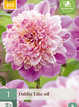 X 1 DAHLIA TAKE OFF