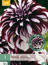 X 1 DAHLIA TARTAN