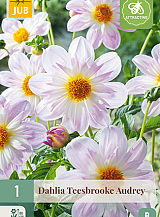 X 1 DAHLIA TEESBROOKE AUDREY