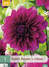 X 1 DAHLIA THOMAS A. EDISON