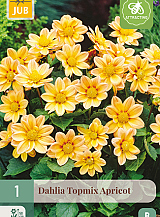 X 1 DAHLIA TOPMIX APRICOT
