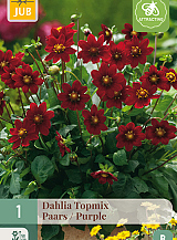 X 1 DAHLIA TOPMIX PAARS