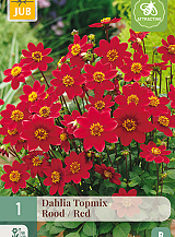 X 1 DAHLIA TOPMIX ROOD