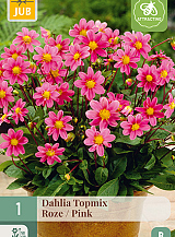 X 1 DAHLIA TOPMIX ROZE