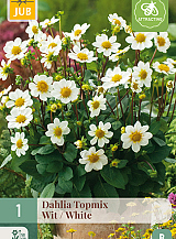 X 1 DAHLIA TOPMIX WIT