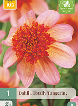 X 1 DAHLIA TOTALLY TANGERINE