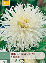 X 1 DAHLIA TSUKI YORI NO SHISHA