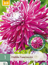 X 1 DAHLIA VANCOUVER