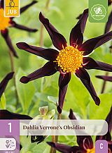 X 1 DAHLIA VERRONES OBSIDIAN