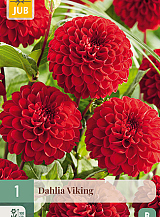 X 1 DAHLIA VIKING