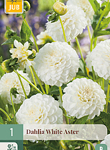 X 1 DAHLIA WHITE ASTER