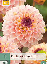 X 1 DAHLIA WINE EYED JILL