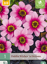 X 1 DAHLIA WISHES 'N DREAMS
