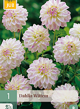 X 1 DAHLIA WITTEM