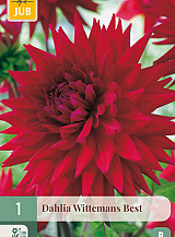 X 1 DAHLIA WITTEMANS BEST