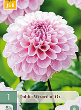X 1 DAHLIA WIZARD OF OZ