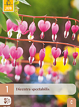 X 1 DICENTRA SPECTABILIS