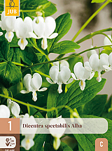 X 1 DICENTRA SPECTABILIS ALBA
