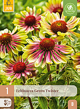 X 1 ECHINACEA GREEN TWISTER