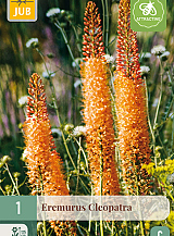 X 1 EREMURUS CLEOPATRA