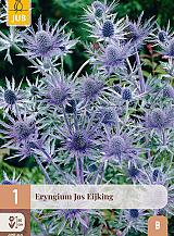 X 1 ERYNGIUM JOS EIJKING