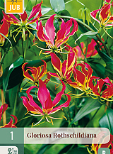 X 1 GLORIOSA ROTHSCHILDIANA